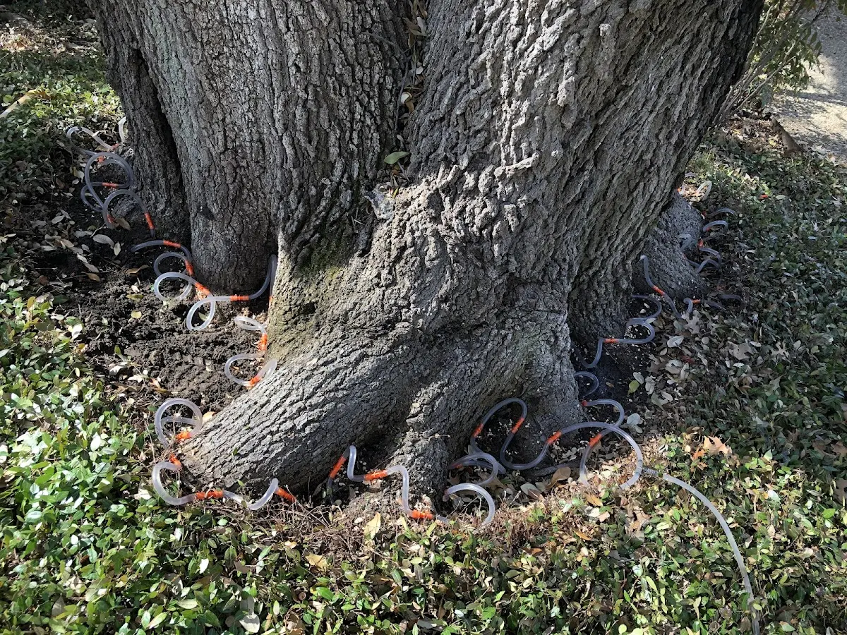 Detailed Tree Cabling and Bracing job site in Saratoga